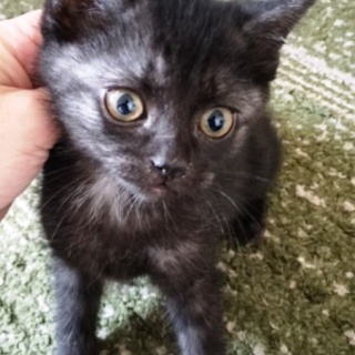 サラちゃん　　人なれしてます