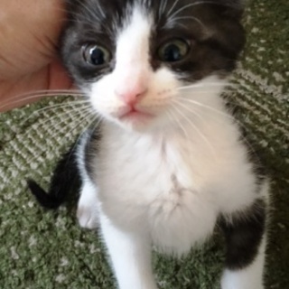 アムちゃん　よく人なれしています