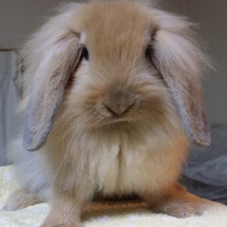 保護うさぎ/39番 関東関西九州輸送あります！