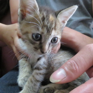 1ヶ月半！キュートなキジトラ女の子♪
