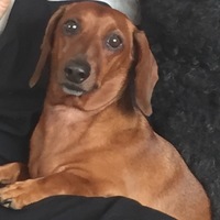 Dobby