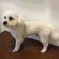 新しい家族を探しています。