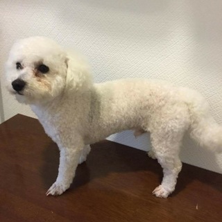 新しい家族を探しています。