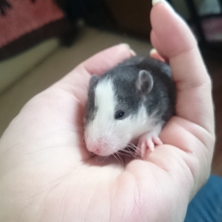 ファンシーラット 赤ちゃん