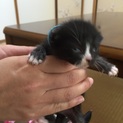 生後一週間 急ぎママ募集です。