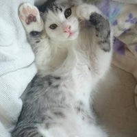 カイ