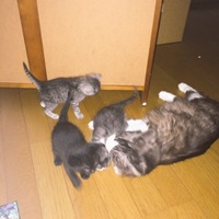 未定