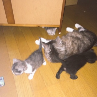 生後１ヶ月以内の子猫です！！！