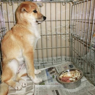  散歩に行けない子たちです！