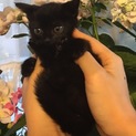 生後1ヶ月ぬいぐるみのように愛らしい黒猫ちゃん