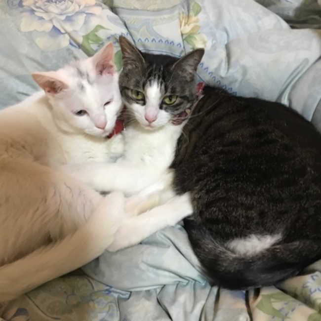 ナカタニのカバー写真