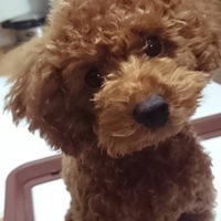 マシュー