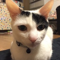 向日葵