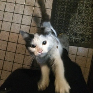 助けてください！牛柄猫ちゃん！