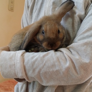 保護うさぎ/52番 関東関西九州方面輸送あります！