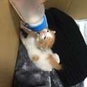 【急募】捨て猫、里親募集！