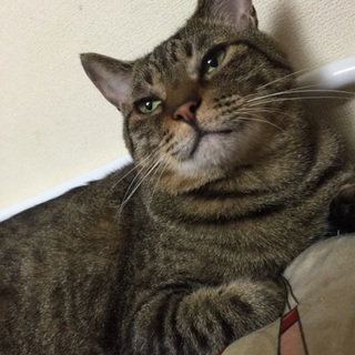 成猫 イヴくん ♂ 去勢済み