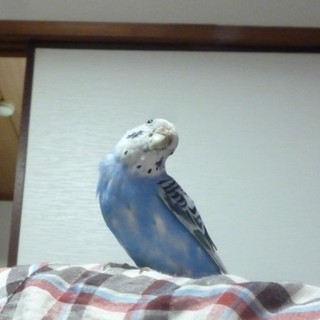 里親決定しました。多数ご応募ありがとうございました