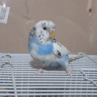 里親決定しました。ありがとうございました。