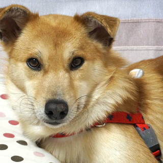 綺麗なお顔の男の子ハマルです。