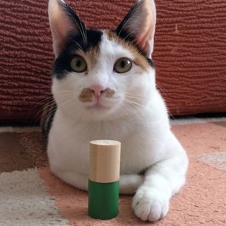 みけ美猫♪家族にして下さい！