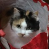 アンジュMama