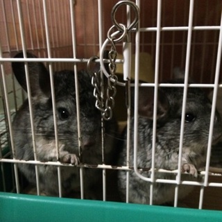 チンチラ里親募集