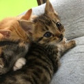 保護子猫