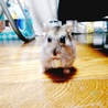 yuki.