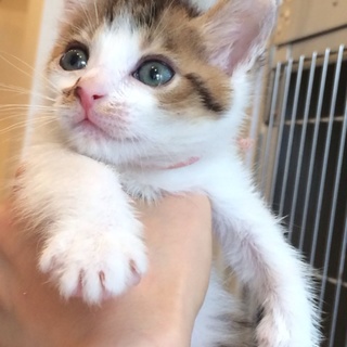 とびミケちゃん