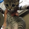 奈良県生駒市 保護猫カフェDearCatです。