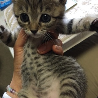 奈良県生駒市 保護猫カフェDearCatです。