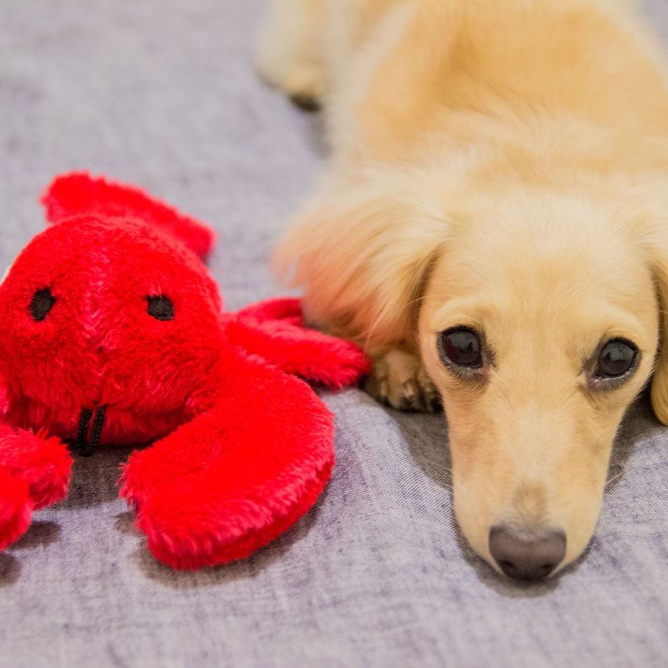 きなこのカバー写真