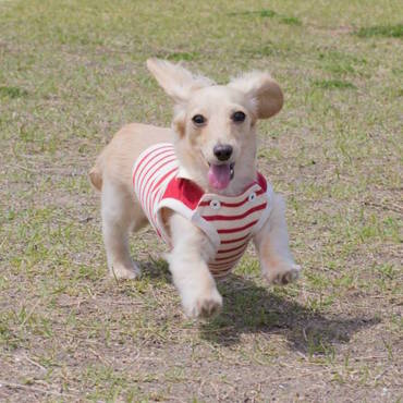 2015年、夏のある日にドッグランにて♪