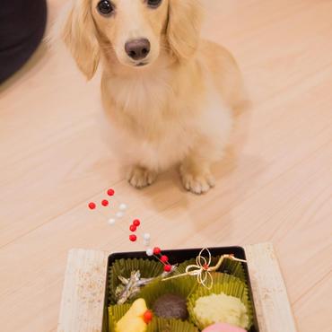 2016年のお正月に、わんこ御節を作りました★