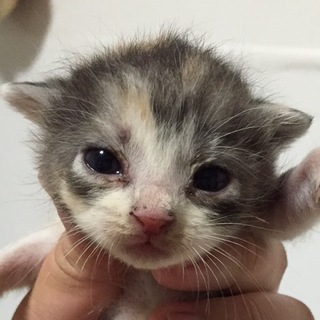 乳飲み子から育てれる方募集中