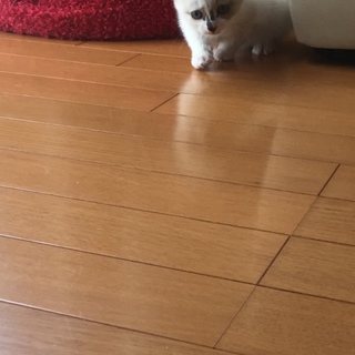 可愛いシャムMIX