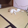 茶白の美人猫☆柚ちゃんです サムネイル5