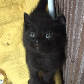 黒猫ちゃん2匹 オスメスの里親募集