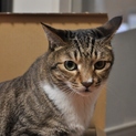 ムサシ、多頭崩壊現場の猫です。