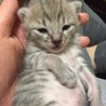 次回子猫の里親を探します