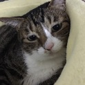 にゃおみ、多頭飼育崩壊現場からの子です。