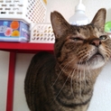 チビたん、多頭飼育崩壊現場からの子です。