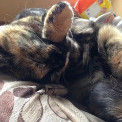 「まだ眠たいねん…」サムネイル2