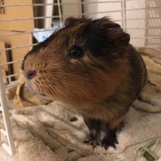 【新家族決定】保護モルモット「五エ門」君