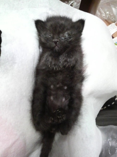 生後間もない黒猫の赤ちゃ 大阪府 猫の里親募集 1070 ペットのおうち 月間利用者150万人