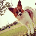 生後半年♀パピヨン仔犬