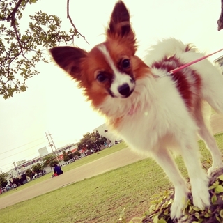 生後半年♀パピヨン仔犬