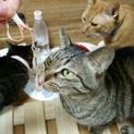 ぽーら、多頭飼育崩壊現場からの子です。