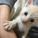 子猫♡里親募集